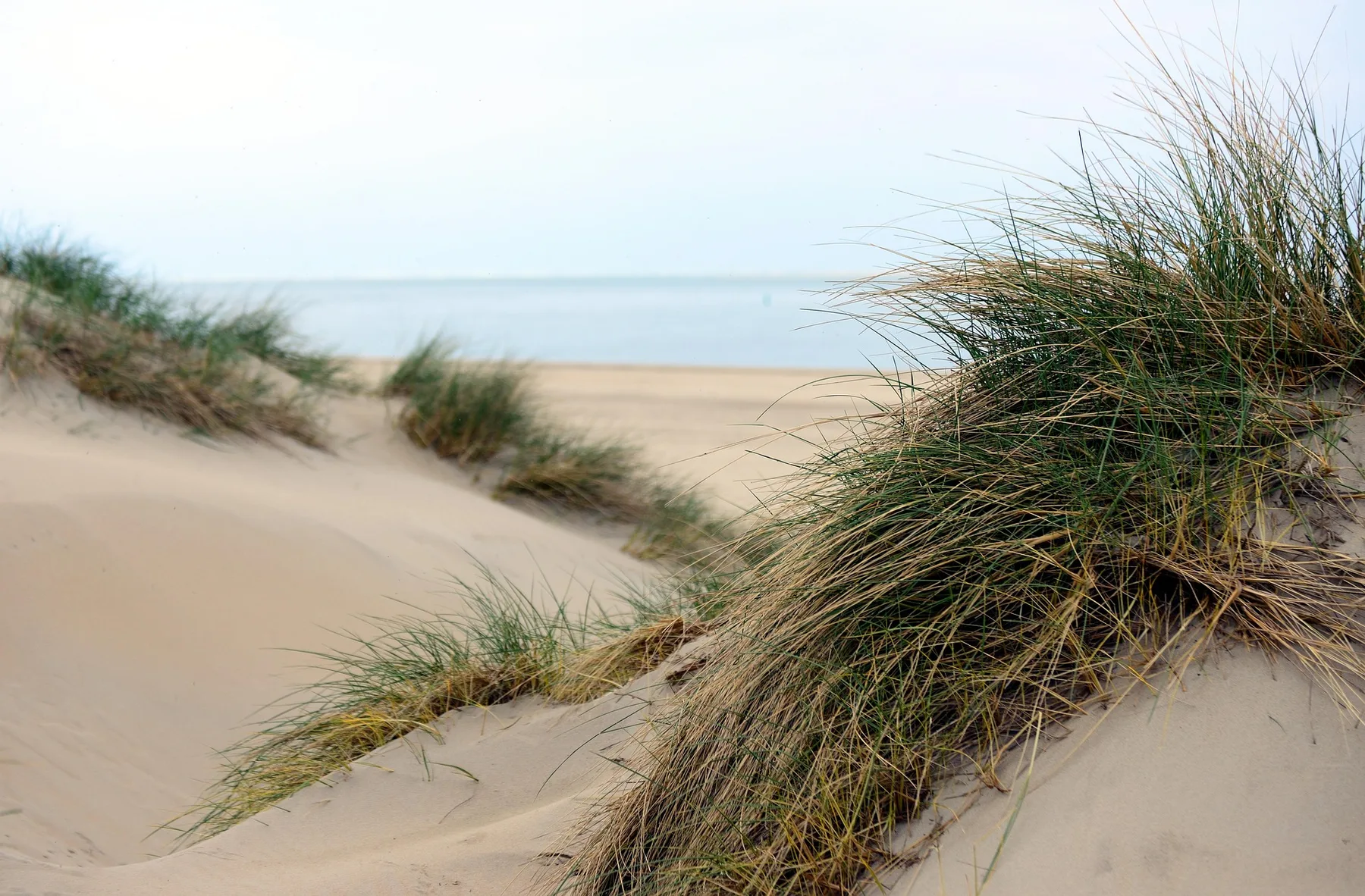 Dünengras am breiten Nordseestrand
