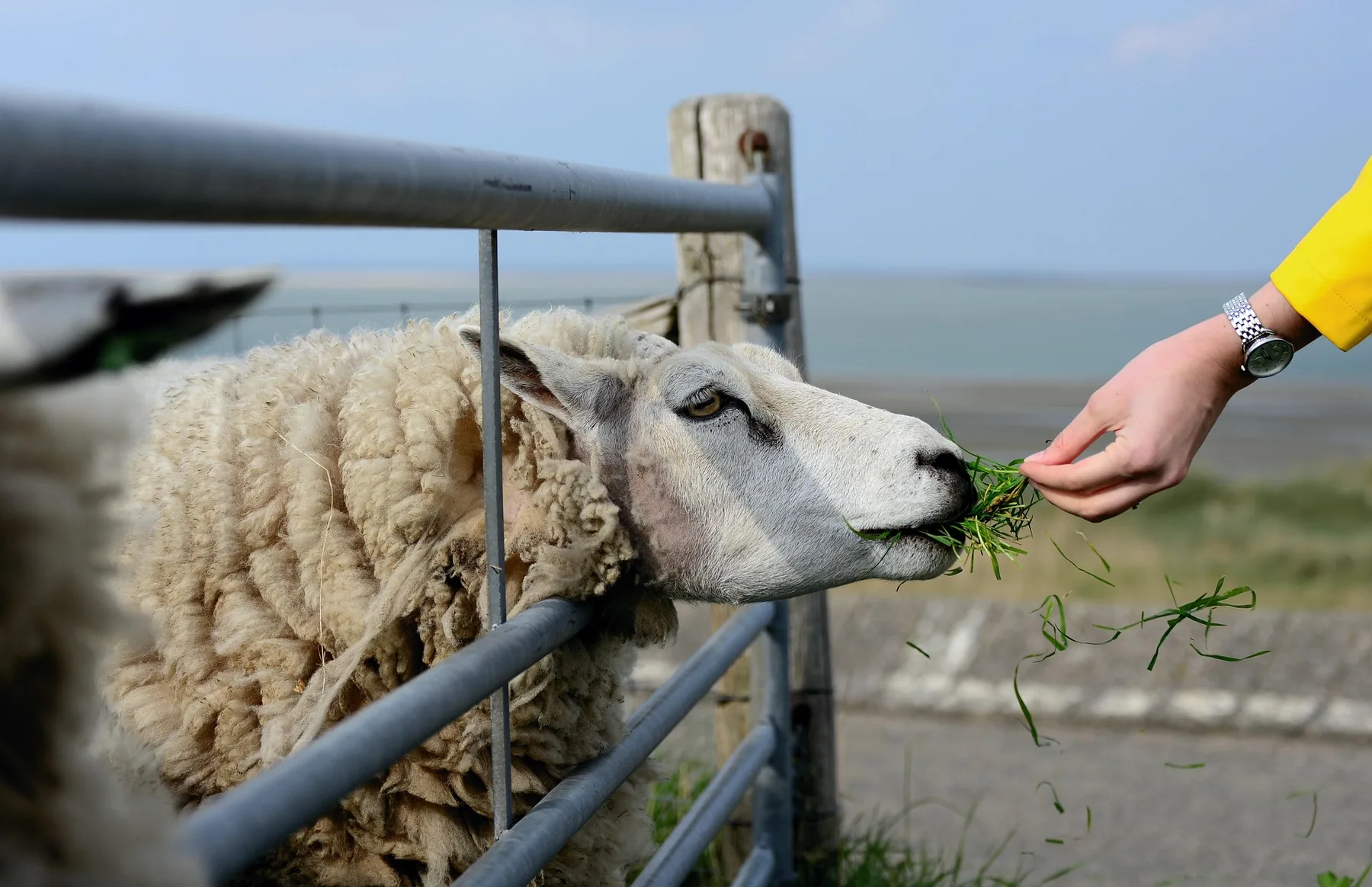 Texelschaf am Deich