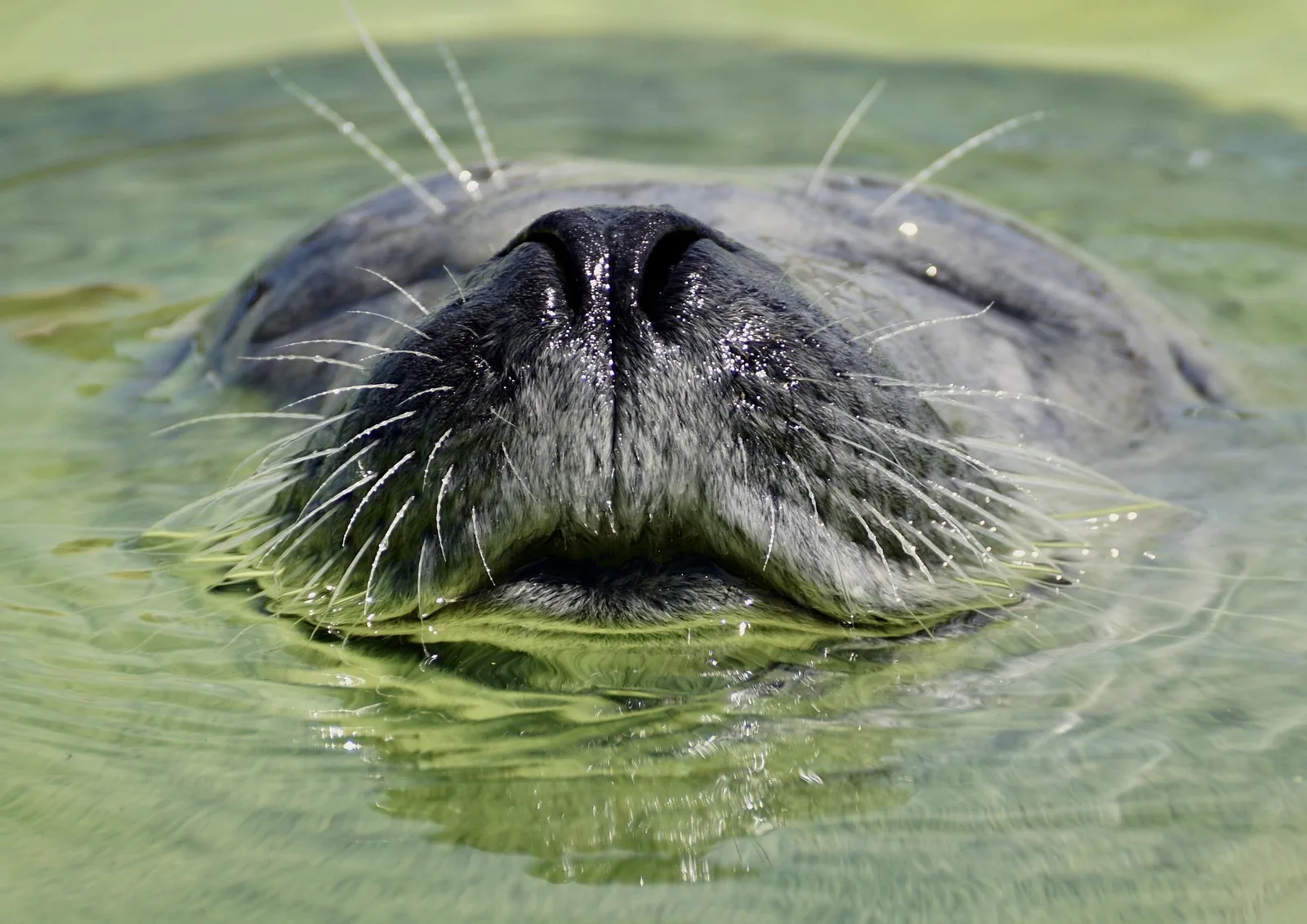 Seehund im Wasser
