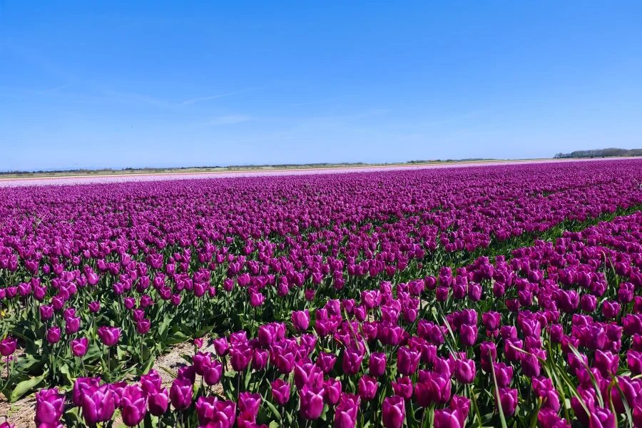 Blühendes violettes Tulpenfeld auf Texel